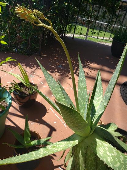 A large soap aloe, its broad dark leaves have a spiked edge and they form a large star, with a single stalk shooting from the middle topped by a crown of reddening blossoms not yet opened.