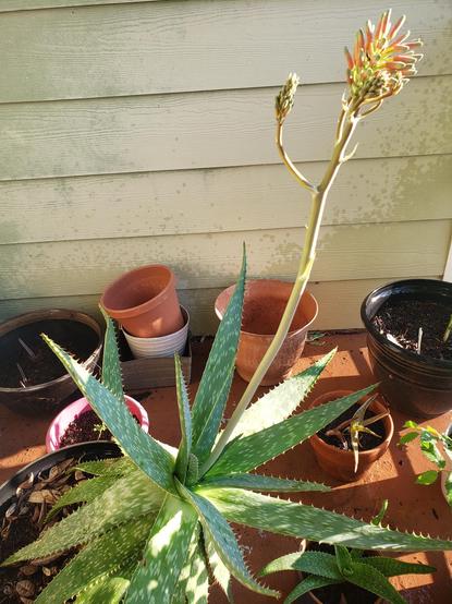 A large soap aloe, its broad dark leaves have a spiked edge and they form a large star, with a single stalk shooting from the middle topped by a crown of reddening blossoms not yet opened. From the previous photo, the flowers are longer and redder, closer to opening.