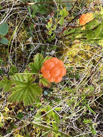 A ripe, orange cloudberry