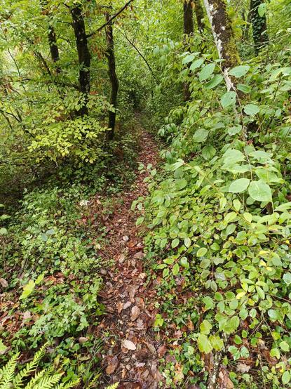 2 photos numérique couleur en format portrait, avec un chemin de rando en perspective et en montée, étroit et recouvert de feuilles mortes, bordé d'une végétation dense et humide.