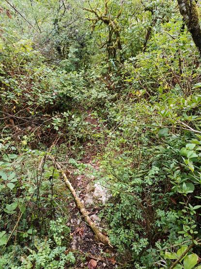 Fin supérieure du chemin, dont le tracé au sol a quasiment disparu au milieu d'une végétation envahissante, avec des arbres moussus et des arbustes qui permettent à peine de se faufiler.