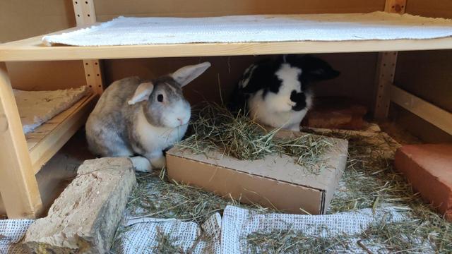 Ein schwarz-weißes und ein grau-weißes Kaninchen sitzen zusammen im untersten Fach eines Holzregals und schauen in Richtung Kamera. Vor ihnen in der Mitte steht eine pappschachtel, in die Löcher geschnitten wurden, aus den Löchern schaut Heu raus.

A black-and-white and a grey-and-white bunny are sitting together under a cupboard, they are facing the camera. In front of them is a cardboard box with holes, filled with they that they are munching