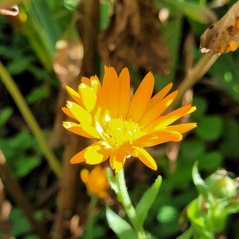 Calendula im Sonnenlicht
