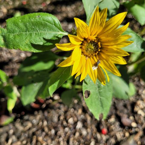 Kleine Sonnenblume aus Vogelfutter zwischen den Platten gewachsen