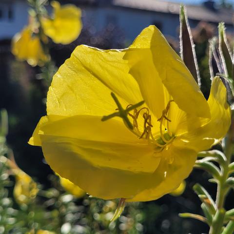 Nachtkerzenblüte im Sonnenlicht