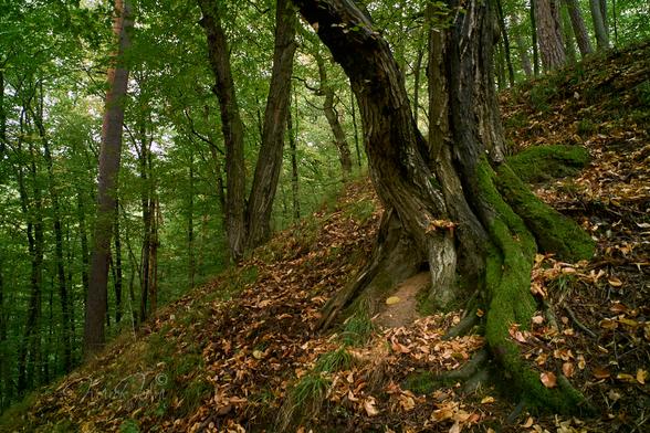 The photo shows two large hornbeams with intertwined roots in a dark forest. The trees grow on a mountainside that cuts the frame in half, from the lower left to the upper right corner. The tree trunks are bent and the roots are tightly intertwined. The roots of the tree on the right are covered with moss. The mountainside is covered with dry brown leaves. Under the root of the left tree, there is a small burrow with traces of fresh soil thrown out by its inhabitant. In the background, behind the hill, a wall of dark green forest.