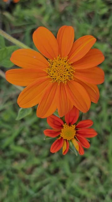 Two Mexican Sunflowers, the lower one has not fully opened. These flowers are scarlet-orange with bright yellow reproductive strands in a large center button.  Blurry green background of grass.