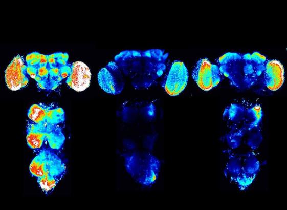 Social-sexual experience remodels SIFa-SIFaR synapses in the brain and ventral nerve cord of Drosphila melanogaster. Conditions from left to right: group reared, single reared, and sexually experienced.