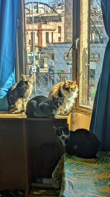 cuatro gatos a contraluz sobre una ventana soleada.
de izquierda a derecha: Cristóbal, Corina, Catalina y más abajo César.
