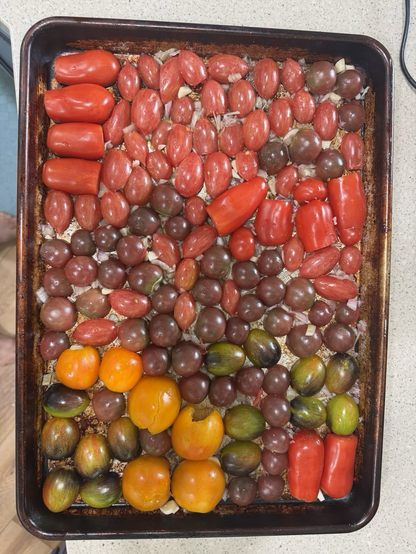 Tomatoes (mostly small, many colors) cut-side down atop olive oil, shallots, and garlic, all in a half sheet pan ready for roasting.