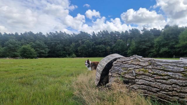 Hunde auf Wiese in waldlichtung