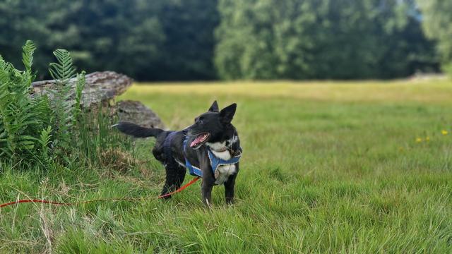 Hunde auf Wiese in waldlichtung