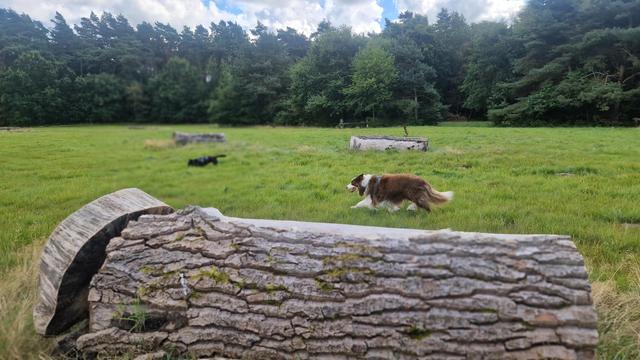 Hunde auf Wiese in waldlichtung