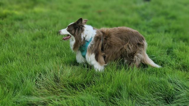 Hunde auf Wiese in waldlichtung