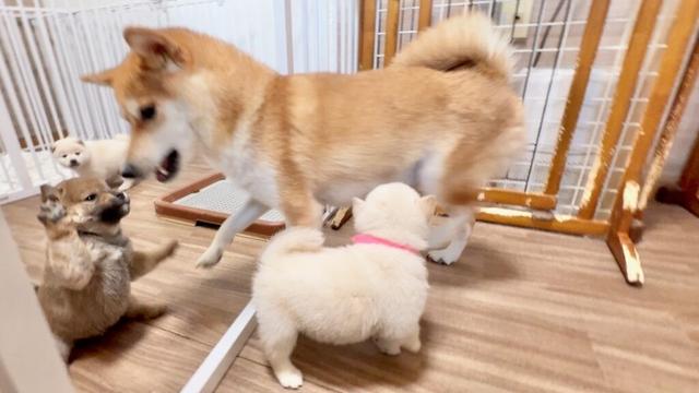 【柴犬 子犬】激しくなってきた母犬のご指導で転がされまくる子犬