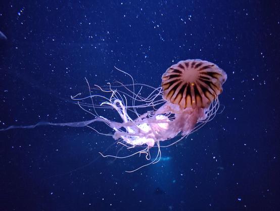 Foto: Kompassqualle im Wasser