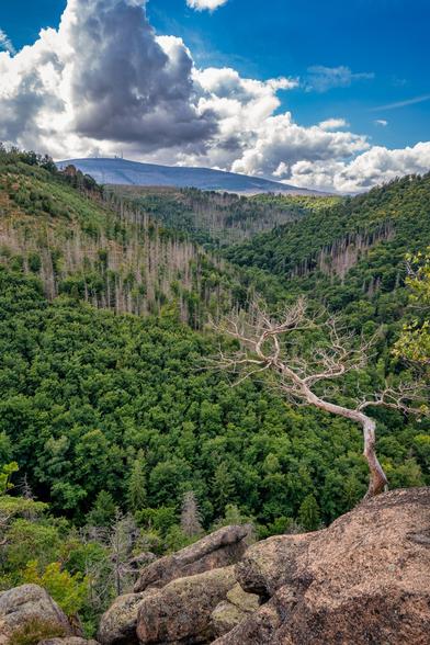 Das Bild zeigt eine weitläufige Waldlandschaft, die von einem Berghang aus fotografiert wurde. Im Vordergrund sind große, von Moos und Flechten bewachsene Felsen zu sehen. Auf dem Felsen links wachsen kleinere Bäume und Sträucher. Am rechten Bildrand, auf einem Felsen, der über einen Abgrund ragt, steht ein markanter, kahler Baum mit gedrehten Ästen.
Der mittlere Teil des Bildes wird von einem tiefen Tal dominiert, dessen Hänge dicht mit Bäumen bewachsen sind. Der Wald ist überwiegend dunkelgrün, doch in der Bildmitte gibt es einen breiten Streifen, in dem viele Nadelbäume abgestorben sind und nur noch als graue Stämme stehen.
Im Hintergrund erheben sich Berge, deren Gipfel bewaldet sind. Am Horizont sind die Silhouetten weiterer Berge und die Spitzen von Funkmasten oder Windrädern zu erkennen. Über der gesamten Szene wölbt sich ein dramatischer Himmel mit großen, weißen Cumuluswolken, die einen Kontrast zum tiefen Blau des Himmels bilden. Das Licht deutet auf einen sonnigen Tag hin.
Die Komposition des Bildes lenkt den Blick von den Felsen im Vordergrund über das bewaldete Tal hinweg zu den Bergen und dem Himmel im Hintergrund. Die Szene wirkt zugleich ruhig und majestätisch, mit einem Hauch von Melancholie durch die abgestorbenen Bäume in der Mitte.
