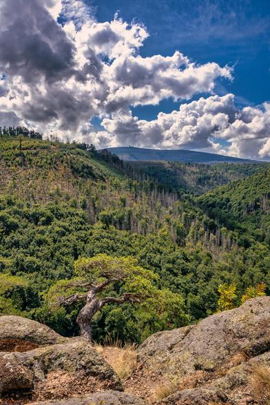 Das Bild zeigt eine Berglandschaft, die von einem Aussichtspunkt aus fotografiert wurde. Im Vordergrund sind große, mit Flechten und Gräsern bewachsene Felsen zu sehen. Zwischen den Felsen wächst ein knorriger, kleiner Baum mit grünen Nadeln, dessen Äste gedreht und geformt wirken.
Der Blick schweift über ein tiefes, bewaldetes Tal. Die Hänge sind größtenteils mit dichten, grünen Bäumen bedeckt. Im oberen Bereich des linken Hangs und in der Ferne sind jedoch größere Flächen mit abgestorbenen, grauen Bäumen zu erkennen, die vermutlich Nadelbäume sind. Am Horizont erheben sich weitere Berge. Auf dem höchsten Gipfel in der Ferne sind die Spitzen von Funkmasten oder Windrädern sichtbar.
Über der gesamten Szene wölbt sich ein Himmel mit dramatischen, weißen und grauen Wolken, die sich gegen das tiefe Blau des Himmels abheben. Das intensive Sonnenlicht beleuchtet die Landschaft und die Wolken, was dem Bild eine starke, kontrastreiche Atmosphäre verleiht. Die Komposition führt das Auge von den Felsen und dem markanten Baum im Vordergrund über das Tal zu den Bergketten und dem Himmel im Hintergrund.