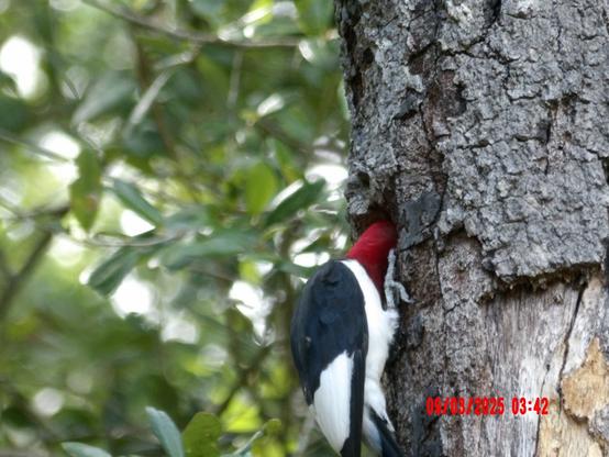 A woodpecker with a red head is pecking into the side of a tree trunk, surrounded by green foliage. The tree bark is rough and textured.