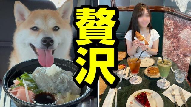 娘が神戸で贅沢三昧中に柴犬姉妹と淡路島観光へ行った結果
