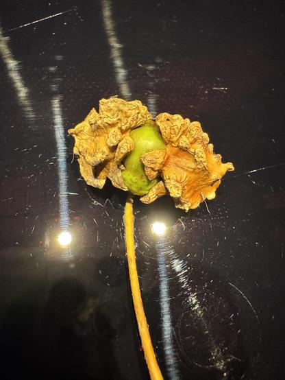 Foto einer Eichel mit den typischen spitzen Gallen