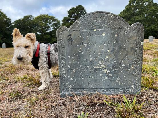 A dog stands behind the 18th-century gravestone of Mrs. Abigail Atwood (d. June 4, 1770) in Bridge Road Cemetery, Eastham, Massachusetts. The stone features a traditional winged skull motif and carved lettering.