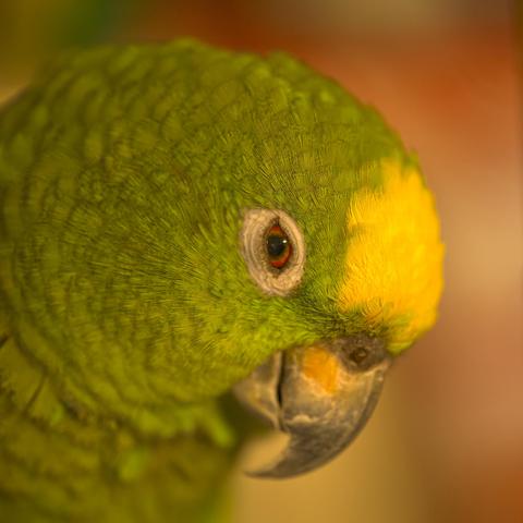 A snoozy green parrot with a nodding head has his bright red-orange eye open to steal a peek at the viewer. The parrot has a neat yellow "crown," which gives his species the name Yellow-crowned Amazon. Cookie is over 50 years old, and I have myself lived with him for over 30 years & met two of his previous owners.  Photo by Peachfront of Peachfront's Pet. Sept 5, 2025.