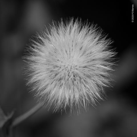 The seed puffball of a sow-thistle plant (Sonchus oleraceus). A cliché, but beautiful nonetheless.