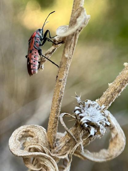 The Spilostethus Pandurus bug is very photogenic. I have tried to make the bokeh effect of the lens I use for close focusing highlight it against the background.
