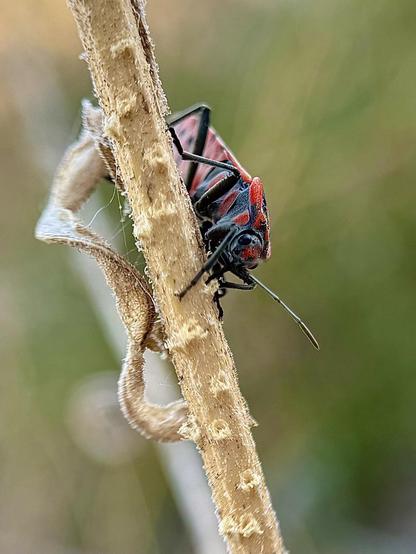The Spilostethus Pandurus bug is very photogenic. I have tried to make the bokeh effect of the lens I use for close focusing highlight it against the background.