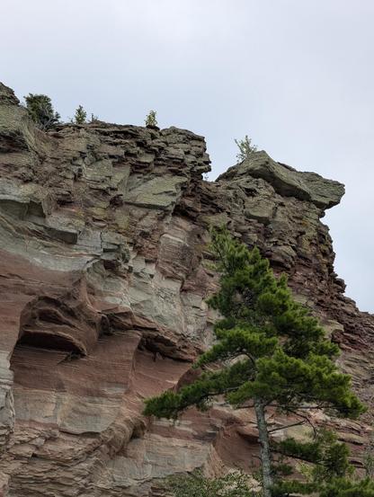 The rockface towers above the viewer, rugged and textured. There are clear striations of sandstone with reddish brown streaks from the iron. The layered divots being eroded by waves, ice, and wind are abundantly visible forming a sort of set of inverted terraces that become smaller and closer together closer to the top. 

Moss and lichen are also growing in various flat patches along the wall. Sandstone tends to "peel" in flakes when chipped at by the forces of nature. 

A tree is visible in the foreground for scale. Some of its branches are missing along the middle as happens in windy environments. Some shrubs are visible near the top of the rockface as well adding a little contrast to the cloudy sky above.
