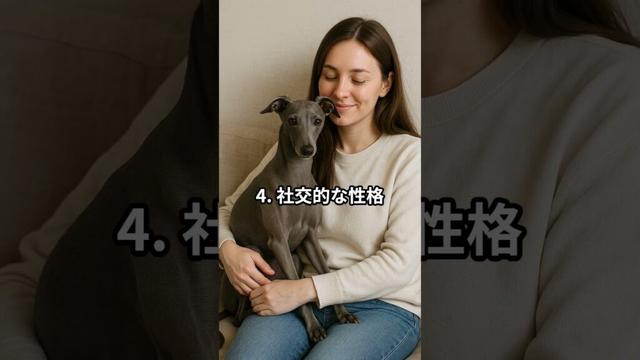 イタリアングレーハウンドの驚きの能力５選　　　#イタリアングレーハウンド #犬 #動物動画 #犬のいる暮らし #dog