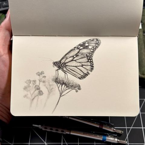 Graphite sketch of a monarch butterfly with a torn lower wing resting on a flower, faint wildflowers in the background.