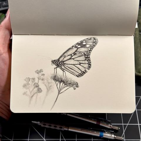 Graphite sketch of a monarch butterfly with a torn lower wing resting on a flower, faint wildflowers in the background.