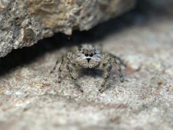 A light grey and white female Platycryptus undatus jumping spider, facing the camera head on. She is the same colour as the concrete she's on. She has fluffy white pedipalps, a white face, and two tufts of wispy lashes (pointing at a perfect 45° and 90°) on either side of the small anterior lateral eyes flanking her large black anterior median eyes.
