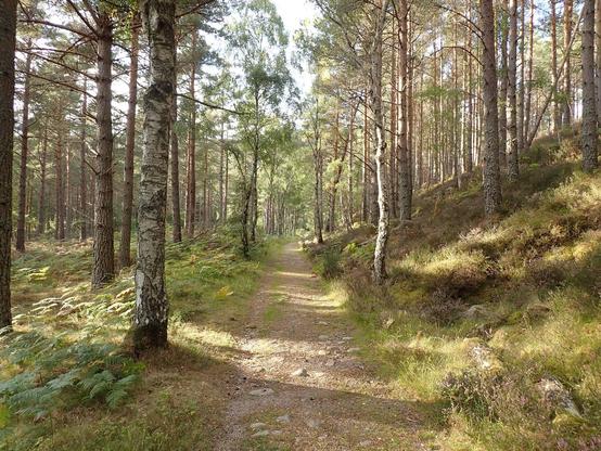 Photo of evening light on the track through the wood.