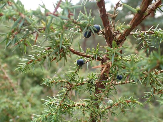 Photo of juniper. Green needles and blue/black cones.