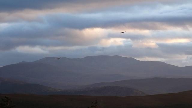 Two hen harries flying with Lochnagar behind.