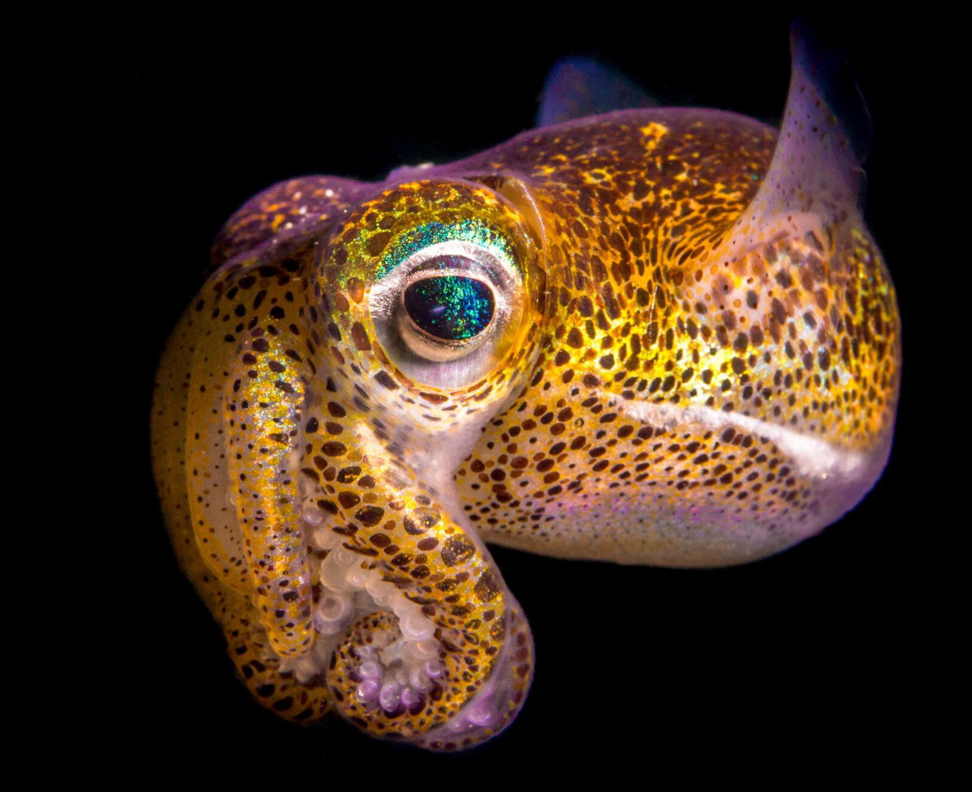 Close up picture of a beautifully iridescent squid.