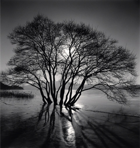 Yedang Reservoir Tree at sunset, Chungcheongnam-do, China, 2018