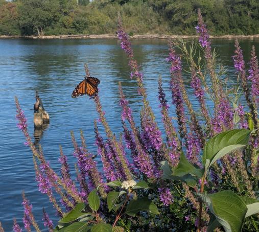 Share your name.

I'm calling to voice my oppositiong to the governments proposed security legislation, Bill C-2. 

I oppose the mass surveillance powers it vests in this and future governments. 

I oppose the lack of judicial oversight, which is necessary to balance security concerns with Charter rights. 

I also oppose the proposed power for government to indiscriminately cancel visas, refugee and asylum claims. These power risk politicising migration processes which need to be executed without political interference.

Please consider withdrawing this legislation entirely. The sheer bulk of amendments necessary on this legislation indicates that it is better to abandon it and draft something less authoritarian. 

Thank you.

========

The image is unrelated but it is a monarch butterfly resting with wings open on a bush with long clusters of small purple flowers, blooming. In the background is the calm surface of lake Ontario. There are two cormorants perched on plinths sticking out of the water.