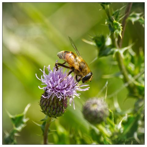 Eine Nahaufnahme einer Schwebfliege, die auf einer kleinen lila Blume sitzt, umgeben von grünem Laub. Die Schwebfliege ähnelt vom Aussehen her einer Biene. Das Bild ist quadratisch. Insekt und Blüte sind in der Bildmitte. Der grüne Hintergrund ist unscharf.

A close-up of a hoverfly sitting on a small purple flower surrounded by green foliage. The hoverfly resembles a bee in appearance. The picture is square. Insect and flower are in the center of the picture. The green background is blurred.