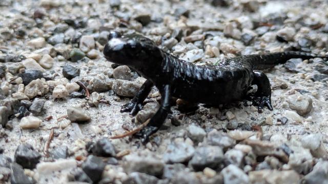 Ein schwarzer Salamander krabbelt über kleine Steine und Kies.