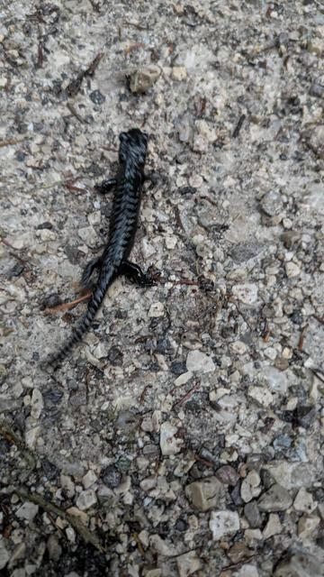 Ein schwarzer Salamander kriecht über feuchten Waldboden mit Steinen.