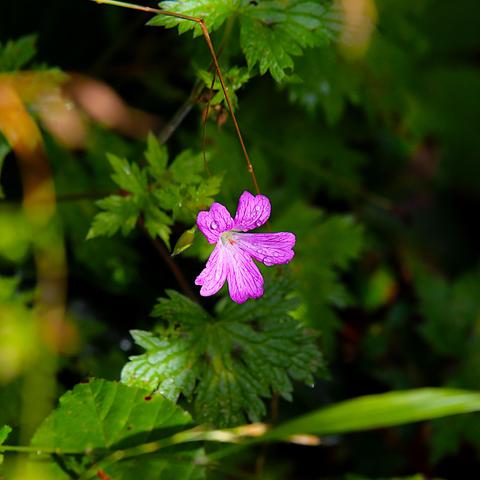 A bright pink Mallow flower, spangled with raindrops and lit by the Sun, while the green foliage in the background remains in shadow.