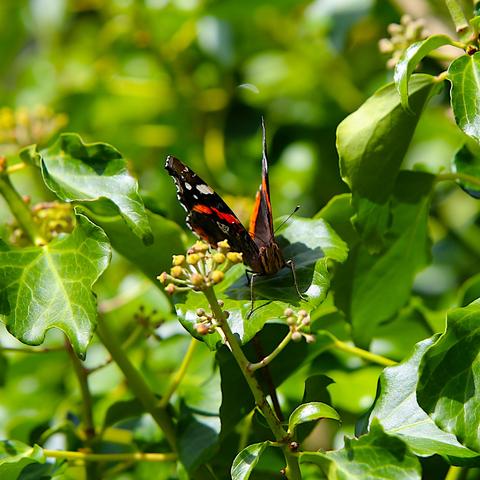 A Red Admiral butterfly sitting on an ivy leaf, facing the camera.