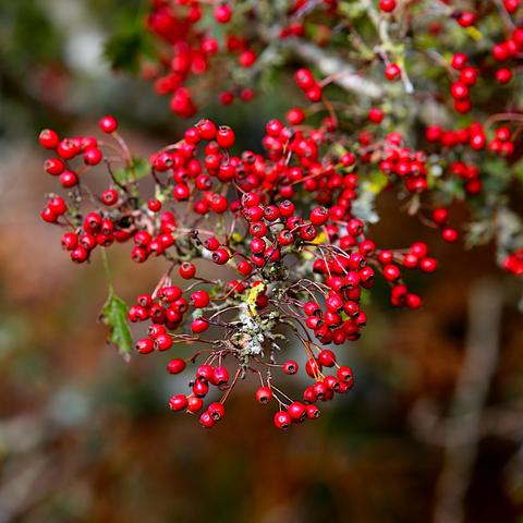 The business end of a Hawthorn branch with many red berries and a single green leaf.
