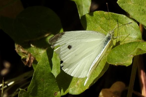 Una mariposa blanca con algún tono amarillento pálido, tiene las puntas de sus alas superiores negras, y un punto negro cerca de las puntas. Su cuerpo es negro y está cubierto de pelusa blanca. Los ojos son grandes y amarillentos, y sus antenas son largas, oscuras, finas y acabadas en un abultamiento de tono más claro con la punta blanquecina. Descansa sobre unas hojas verde claro, y el fondo de la imagen presenta claroscuros.