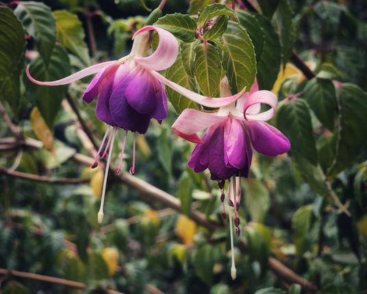 Two fuchsia flowers hang from a branch. The petals are a vibrant purple with pink sepals curling upwards. Long stamens dangle from the centre of each flower. The background is a lush, out-of-focus mix of green leaves and brown branches. The lighting is soft, highlighting the delicate details of the flowers.