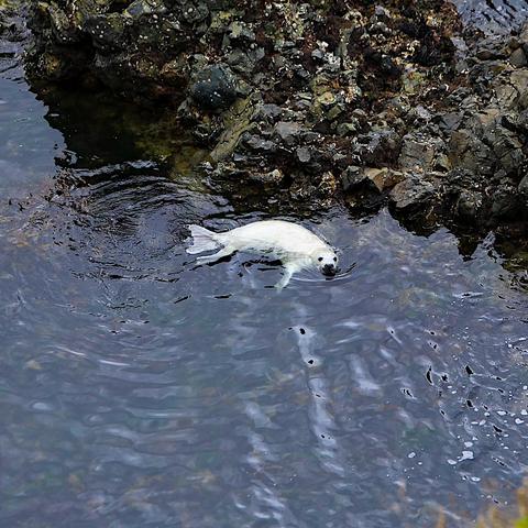 A small, white  Grey Seal pup swimming in a large rock pool, looking up towards the camera.